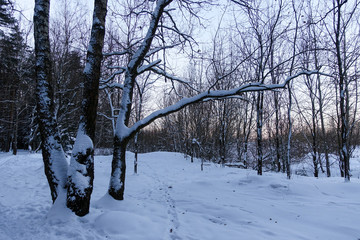 Winter forest