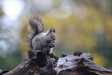 エゾリス,ネズミ目,リス科,リス属,キタリス種の亜種