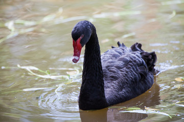 Fototapeta premium Black swan slowly floating on the canal.