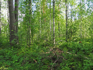 in the forest. summer