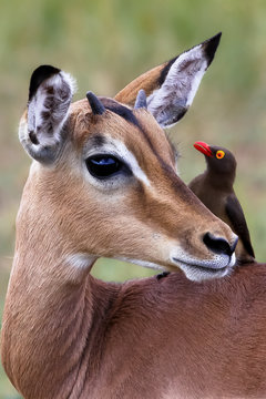 Impala mit Madenhacker in Suedafrika