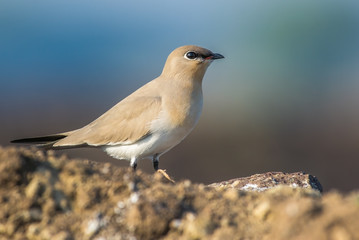 A cute Pranticole bird with a nice blue background
