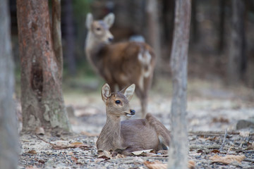 Asian Deer in the nature background.