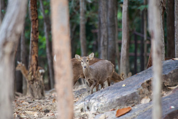 Fototapeta premium Asian Deer in the nature background.