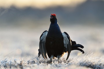Black grouse