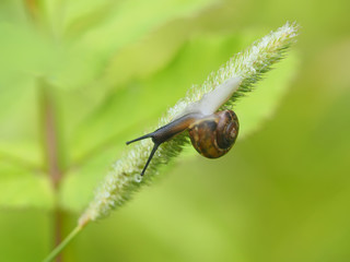 snail on the grass in the forest