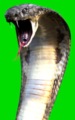 Fototapeta premium close-up 3d King Cobra The world's longest venomous snake isolated on green background, King cobra snake 3d illustration, King cobra snake 3d Rendering