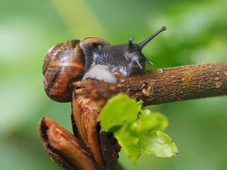 snail on the grass in the forest