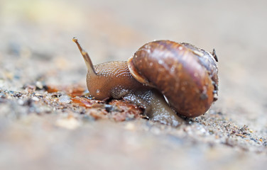 snail on asphalt