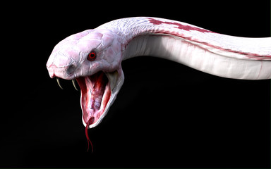 Naklejka premium 3d Albino king cobra snake isolated on black background, snake attack, cobra snake, 3D rendering, 3D illustration