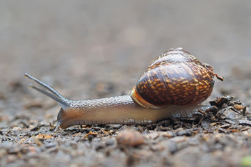 snail on asphalt