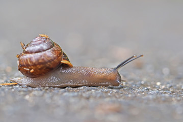 snail on asphalt