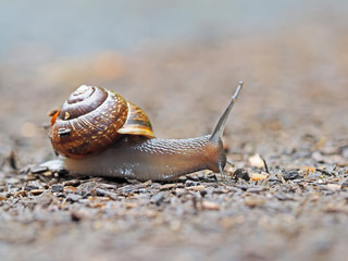 snail on asphalt