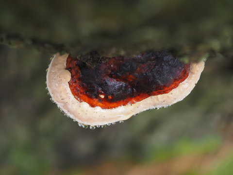 tinder fungus on a tree stump