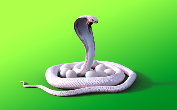 3D rendering Albino king cobra snake and eggs isolated on green background, 3D illustration King cobra snake cares or protects eggs.