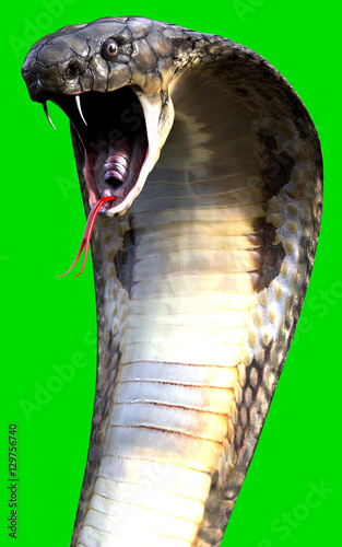 close-up-3d-king-cobra-the-world-s-longest-venomous-snake-isolated-on