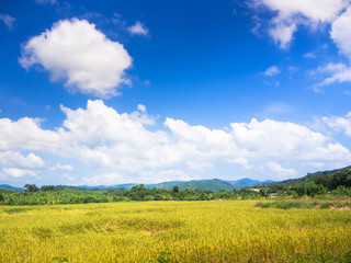 Obraz premium Landscape view of Thai rice field with blue sky