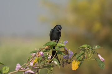 Black Drongo perched on a small plant