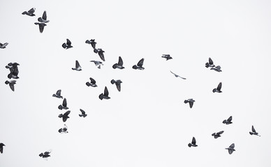 pigeons in flight