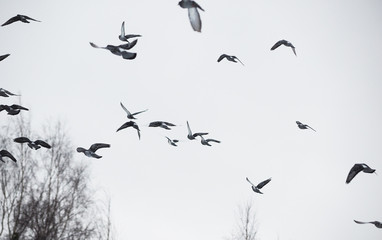 pigeons in flight