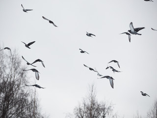 pigeons in flight