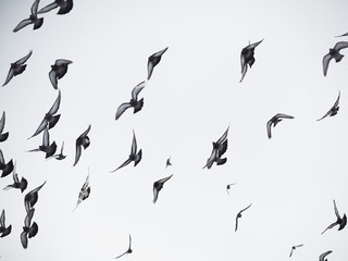 pigeons in flight