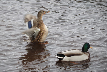 duck flaps its wings on the lake