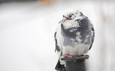 portrait of pigeon on the waterfront