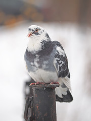 portrait of pigeon on the waterfront