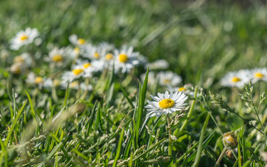 Wild daisies in the grass macro close-up background flowers out of focus