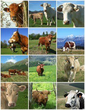 Diff&eacute;rentes races de vaches en France