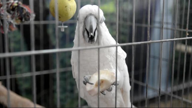 Alba cockatoo eating Apple