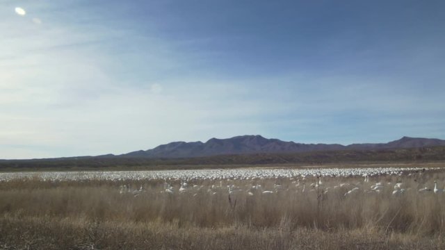 Thousands of Snow Geese Feeding in Marsh - Wide Pan