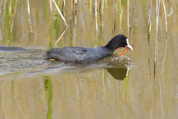 ánades en el humedal de Las Tablas de Daimiel
