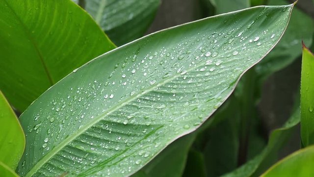 The large green leaves close-up small waves on a wind. Rain drops on broad green leaves on a cloudy, rainy day