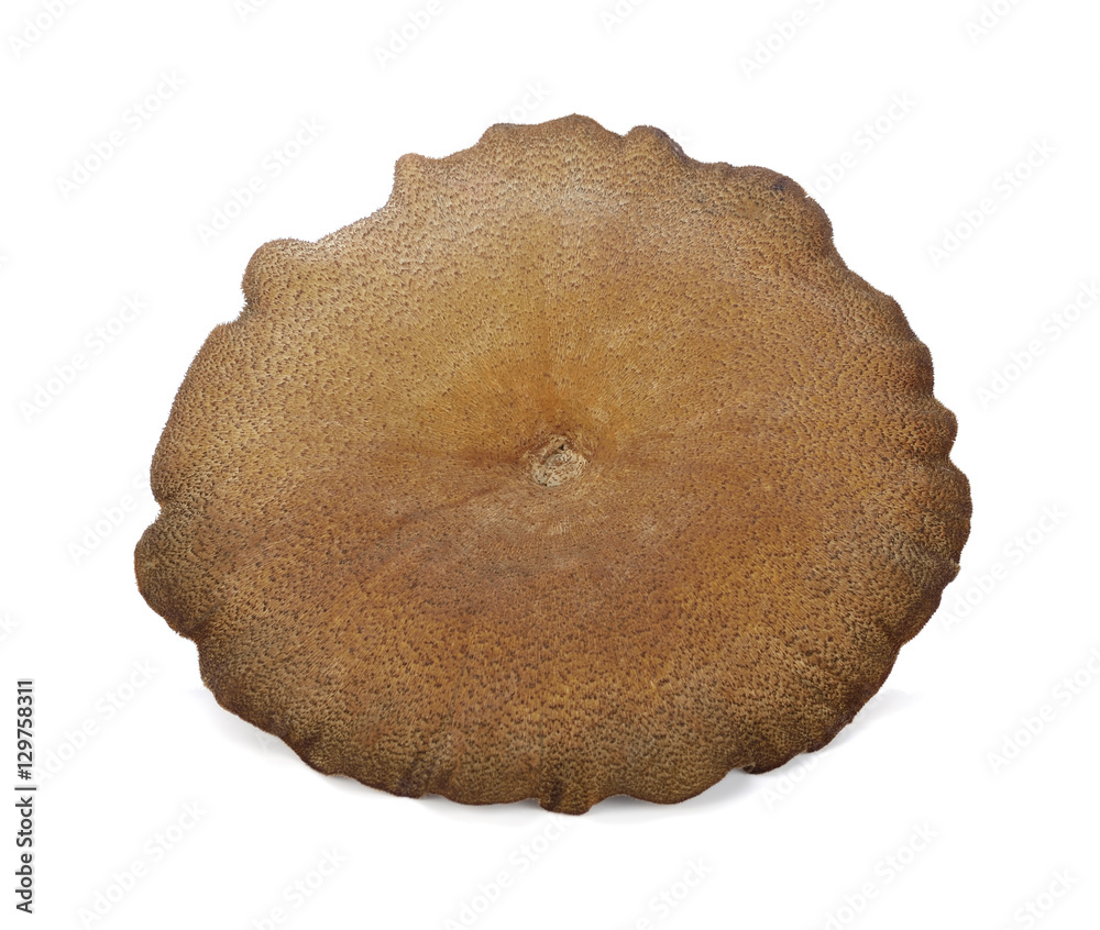 Sticker Mushroom ,hedlom northern thai name (Lentinus polychrous Lev.) o