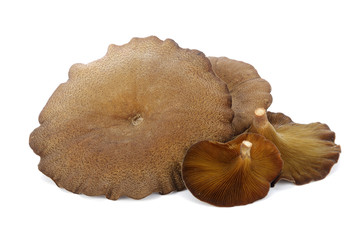 Mushroom ,hedlom northern thai name (Lentinus polychrous Lev.) o