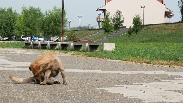 The dog sits on the ground and bites his hind leg. Dog is scratching the itch on the sidewalk.