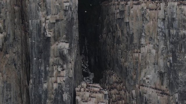 Thousands of sea birds have built nests on crevices of thousand foot arctic cliff
