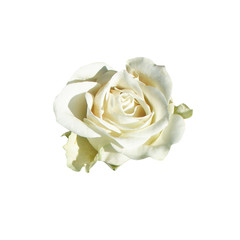 Flower white rose isolated on white background