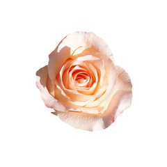 Flower of pink roses isolated on white background