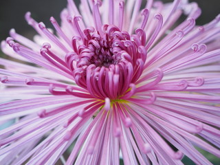 Obraz premium Chrysanthemum