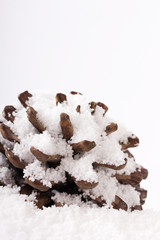 Pine cone covered in white fluffy snow