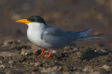 A River tern bird on the ground