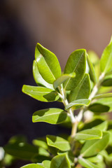 Vivid green leafs.