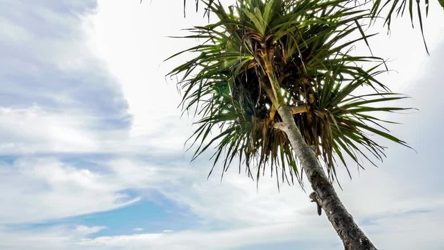 Timelapse of Batu Bolong beach on Bali, Indonesia.