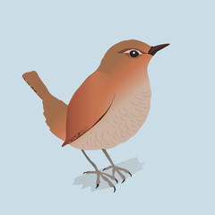 
An illustration of a wren