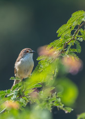 Yellow Eyed Babler bird with a smooth blue grey background