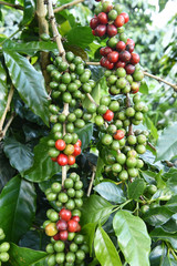 Coffee beans ripening on a tree.