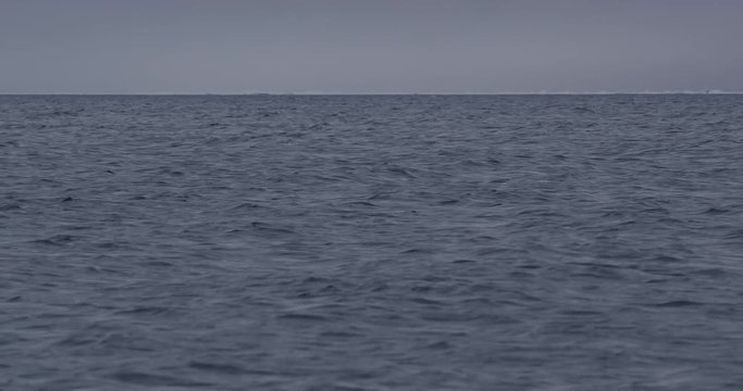 Dark narwhal swims through rolling arctic seas